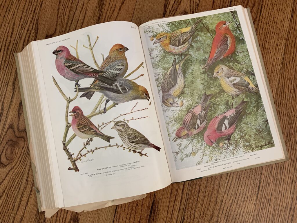 Pages from a bird book