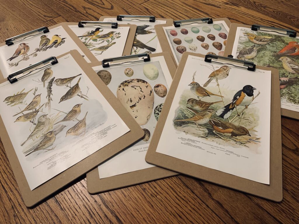 Bird book paintings on clipboards