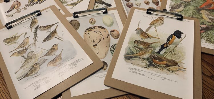 Bird book paintings on clipboards