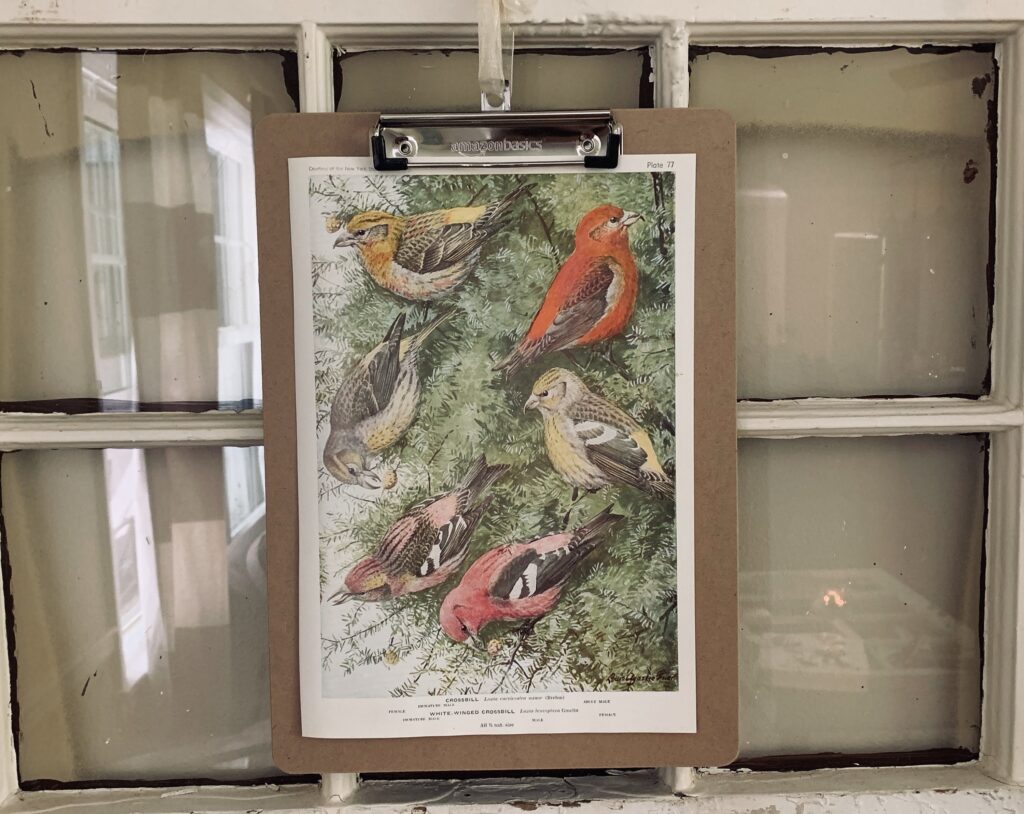 Bird book page framed on a clipboard