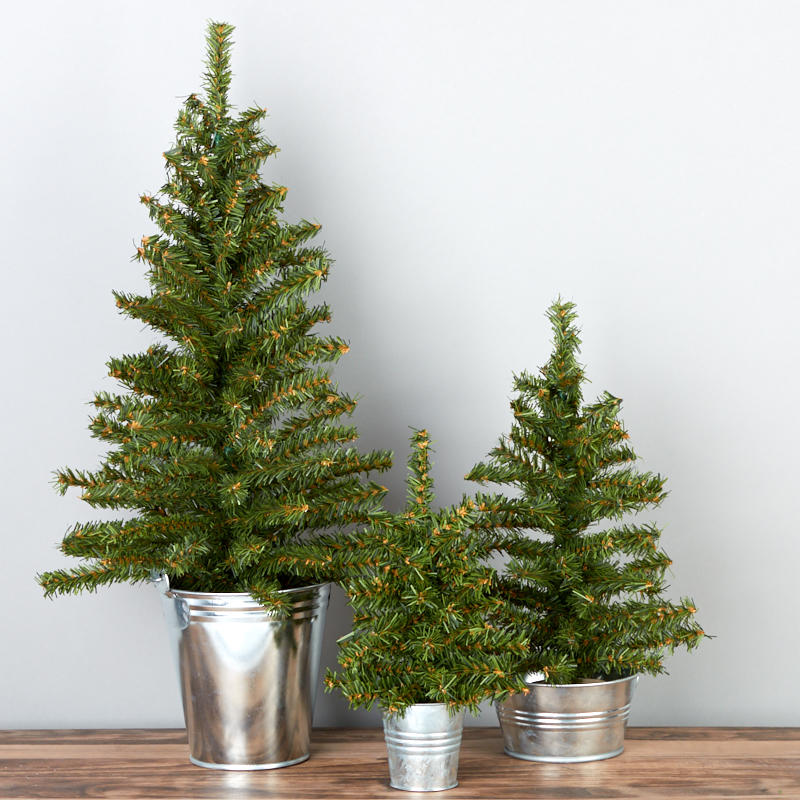 Pine trees in galvanized buckets