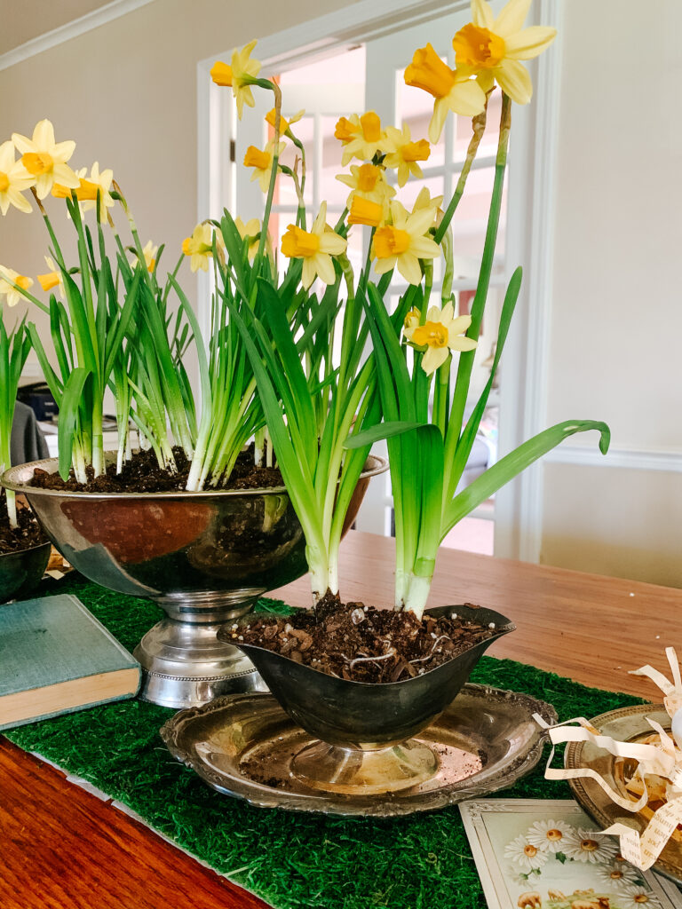 Daffodils planted in a vintage silverplate gravy boat on a table