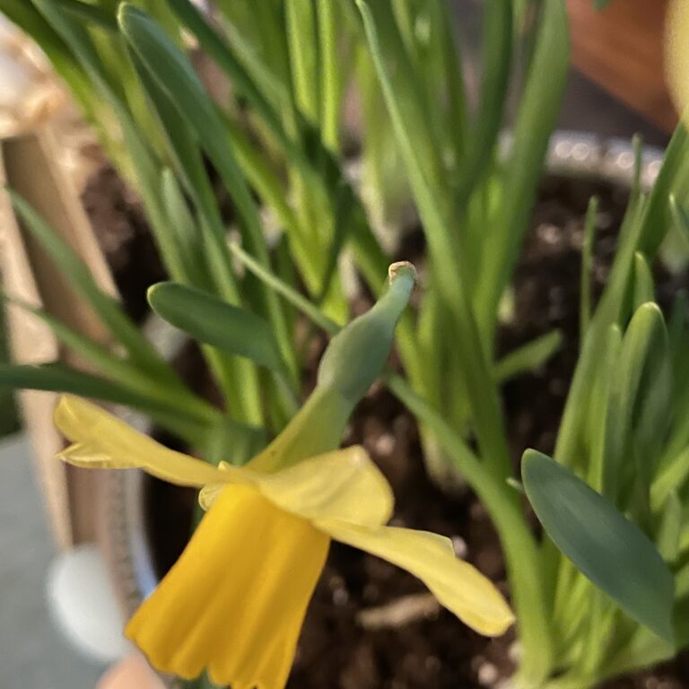 Where to snip a daffodil after the bloom has faded