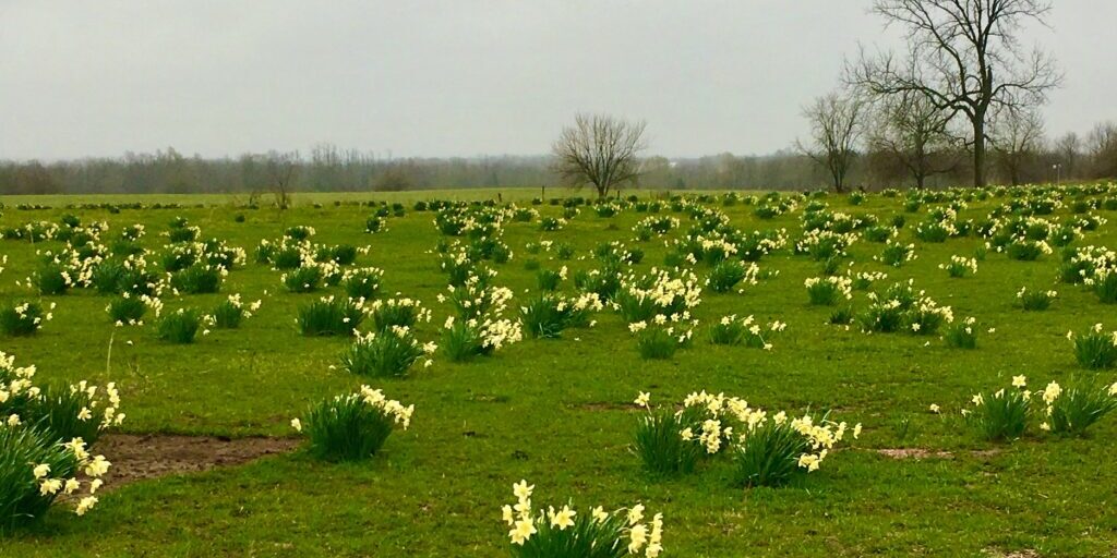 Field of daffodils in Southwest Missouri